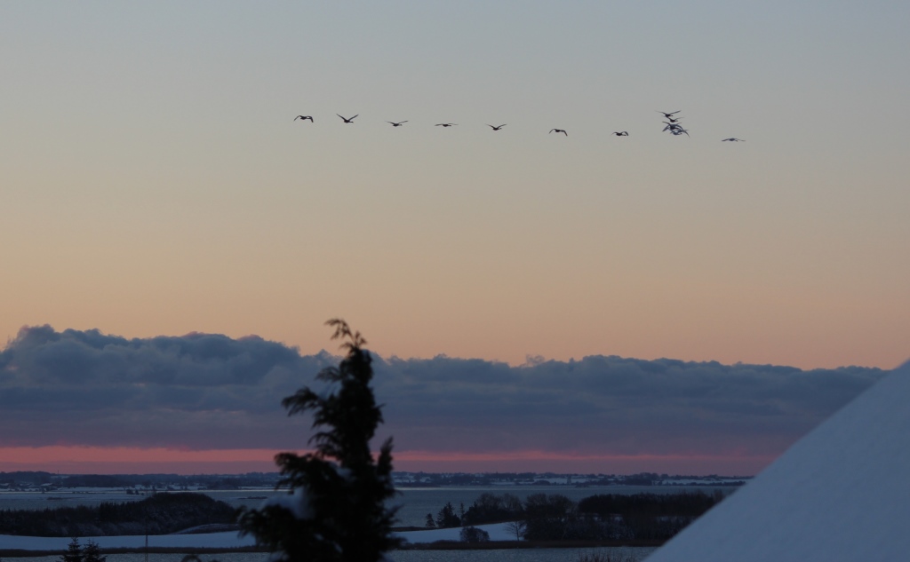Frostmorgen med sne
