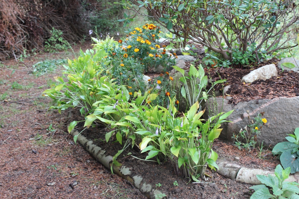 Hosta2