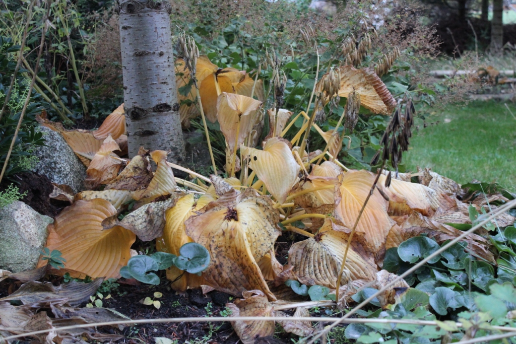 Hosta