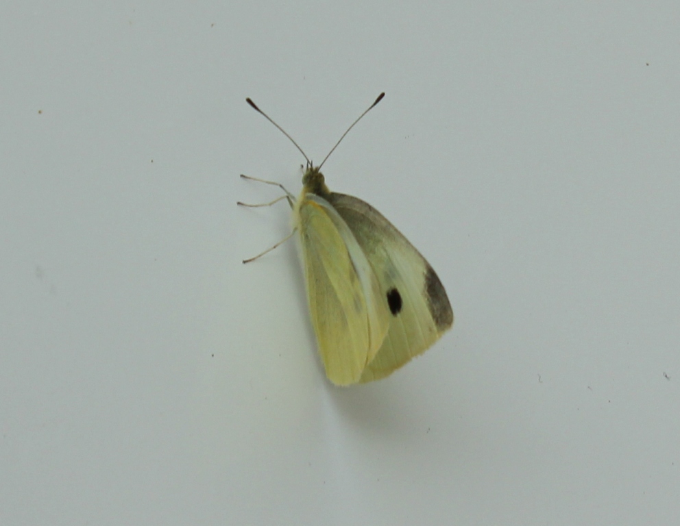 Citronsommerfugl.