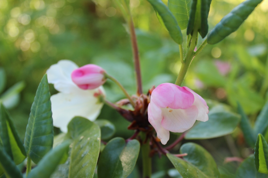 Soulisi blomst