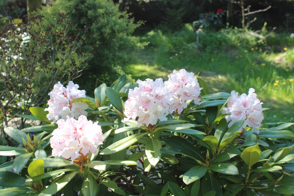 Jacksonii blomster