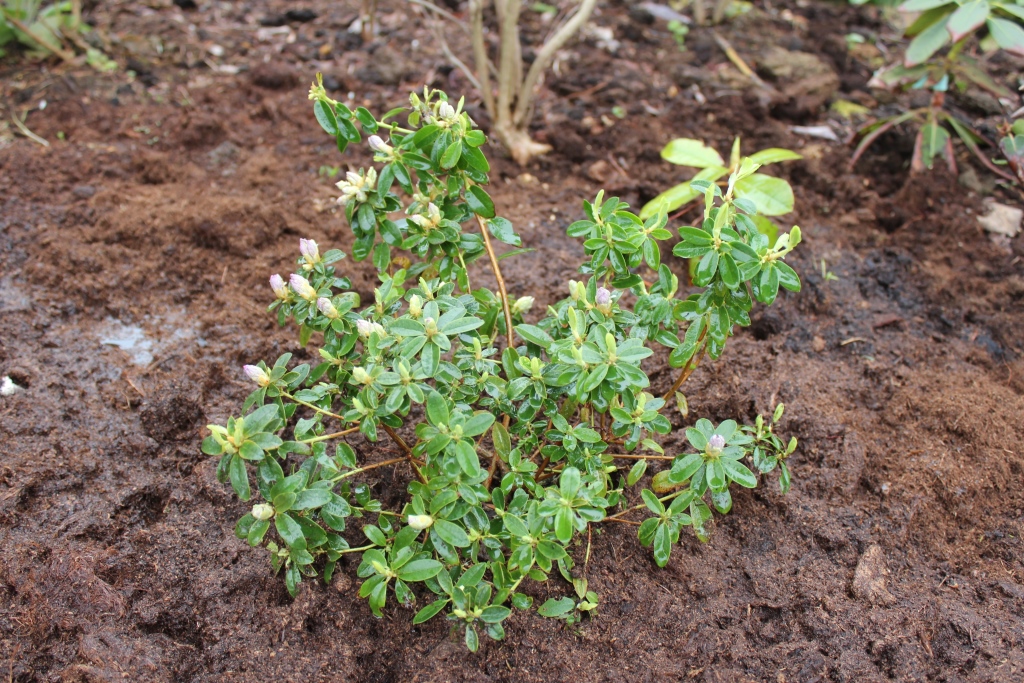 calandulaceum
