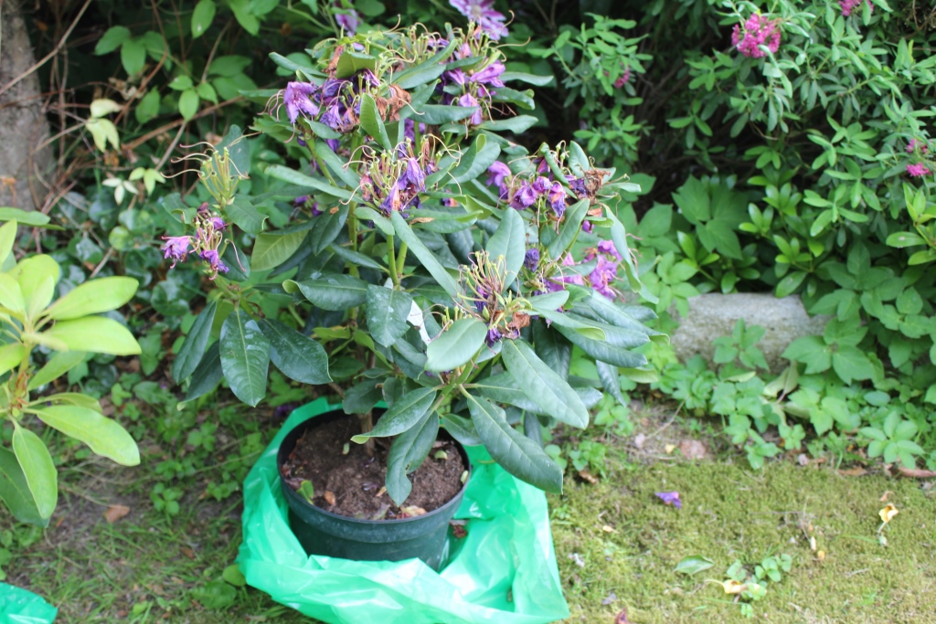 'Lee's Dark Purple'