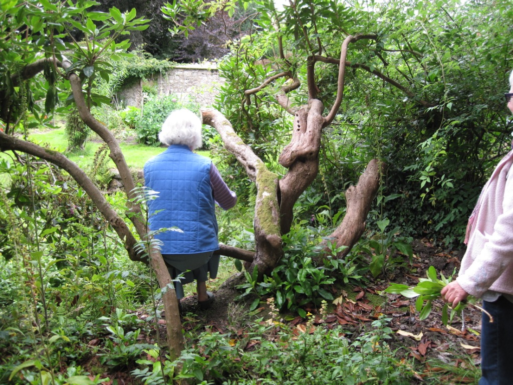 Rhododendron i Dartmoore.
