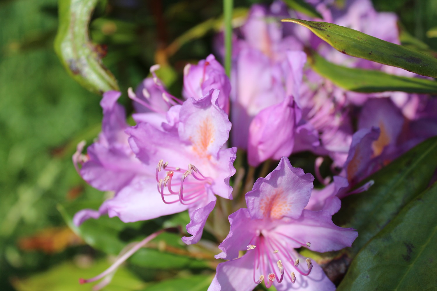 Blomst af Dartmore