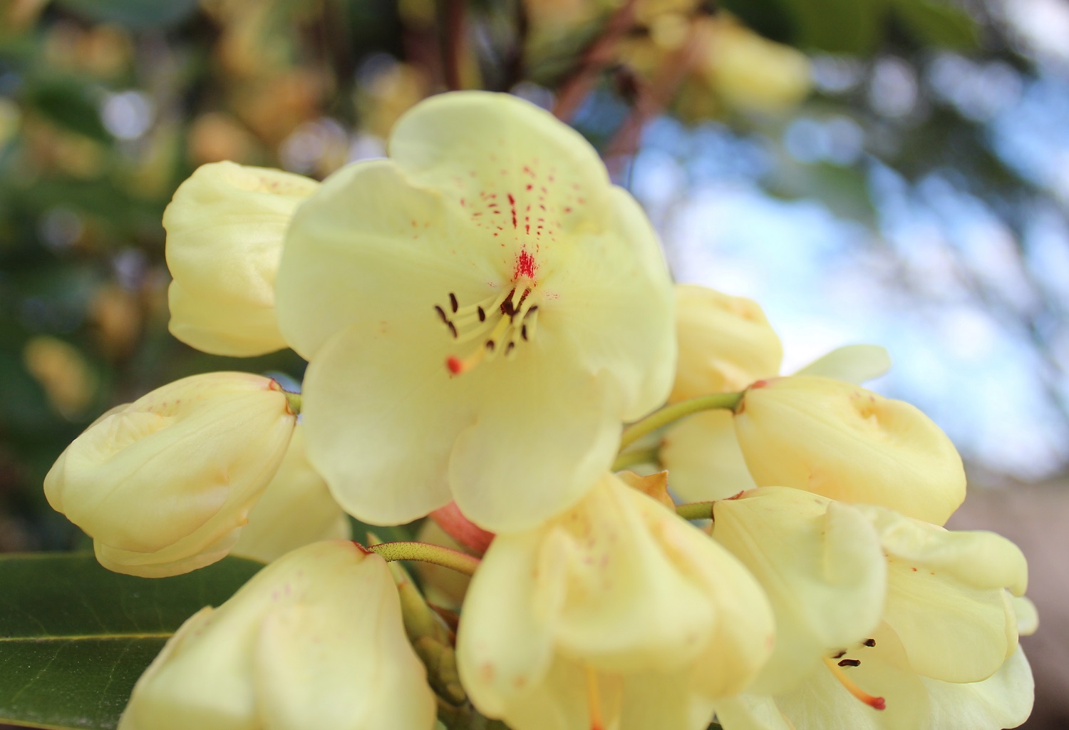 Blomst af stor lysegul