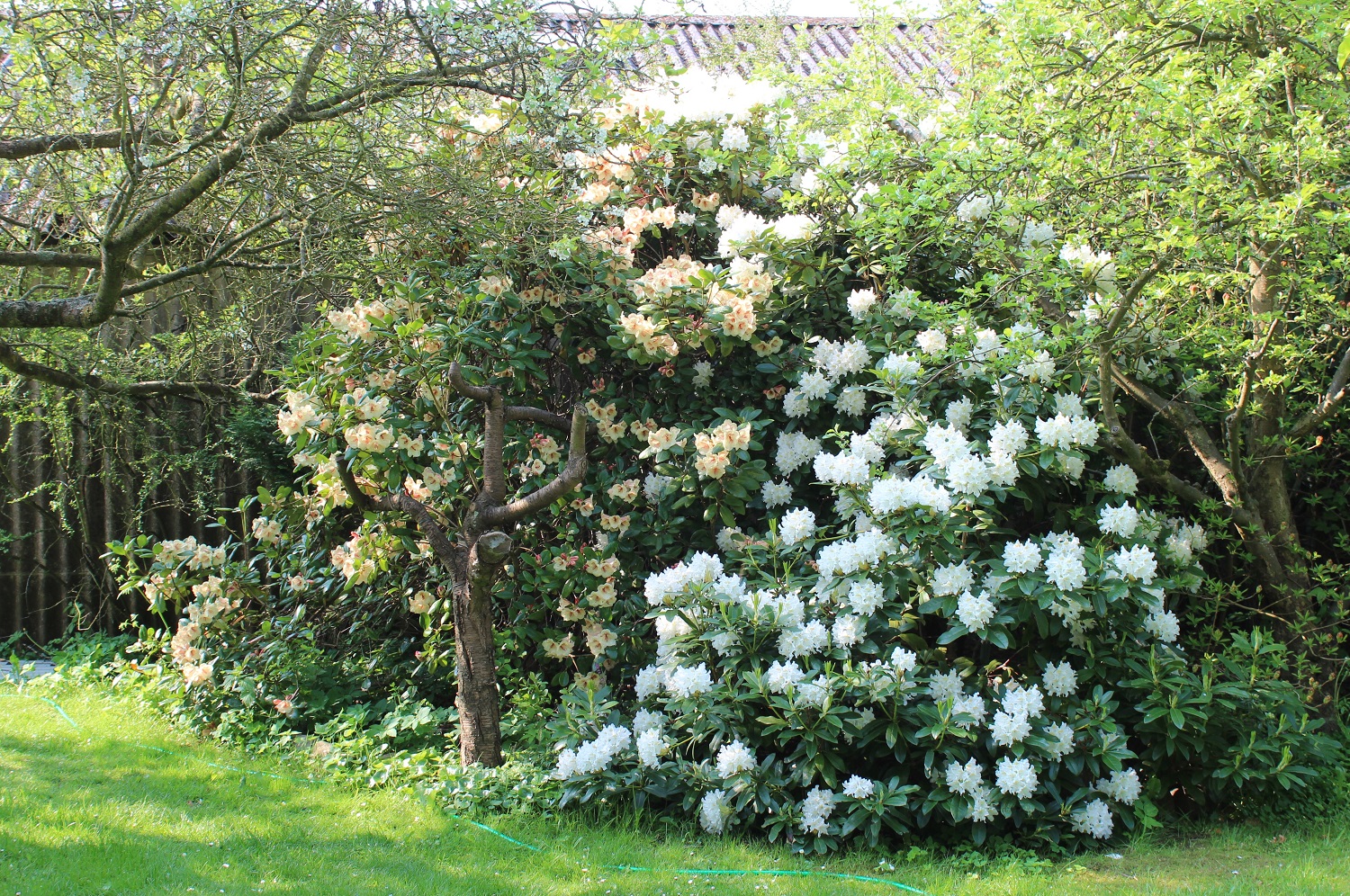 Cunninghams White