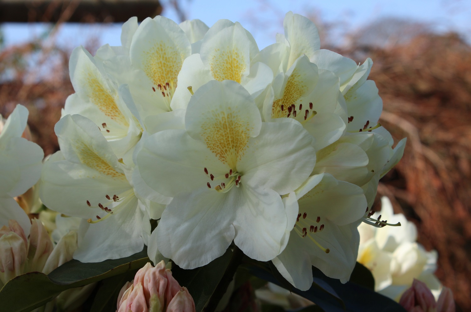 Royal White blomst