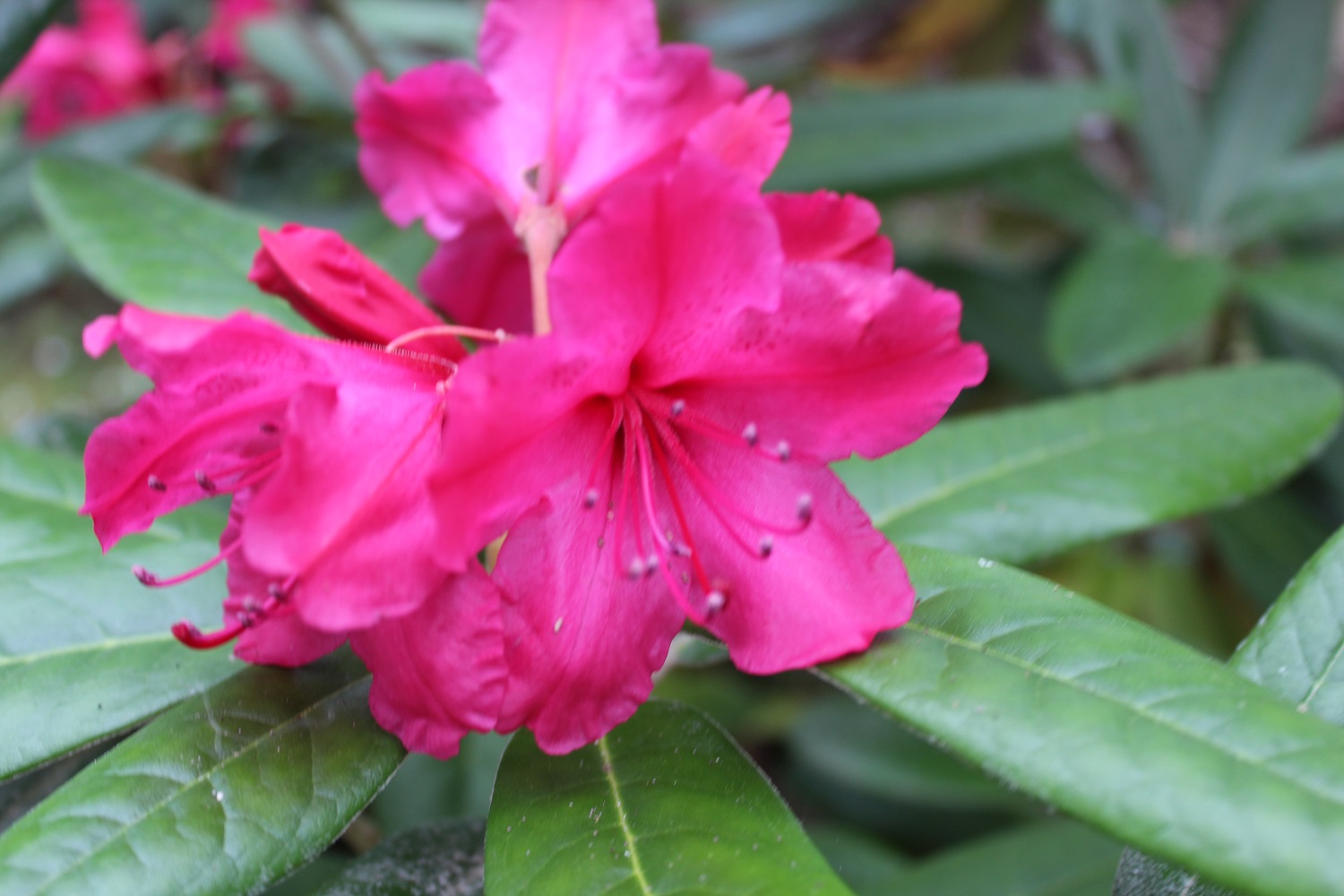 Blomst af Weinlese