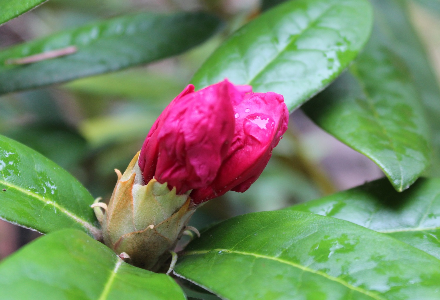 Weinlese knop