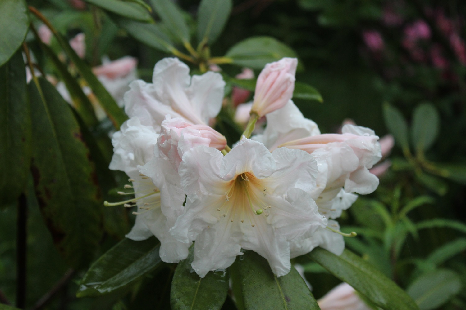 Discolor Blomst