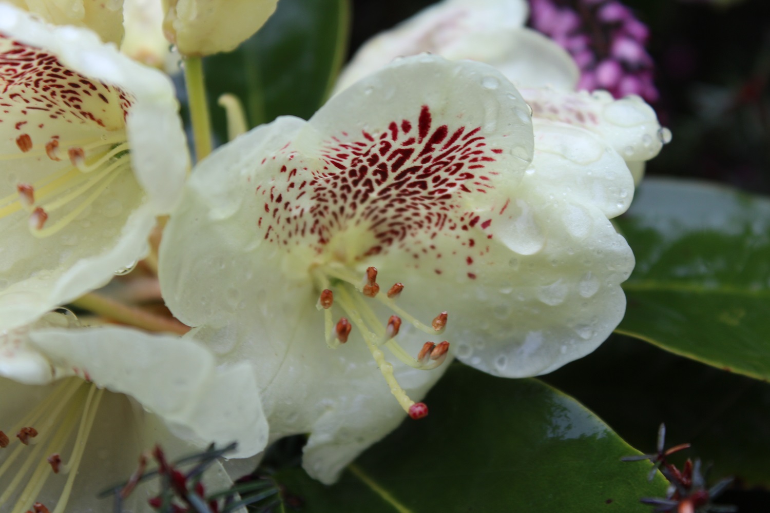 Rho108 Blomst