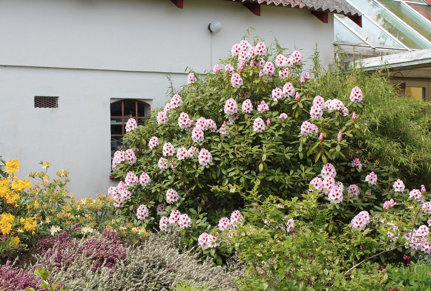 'Bergensiana'.