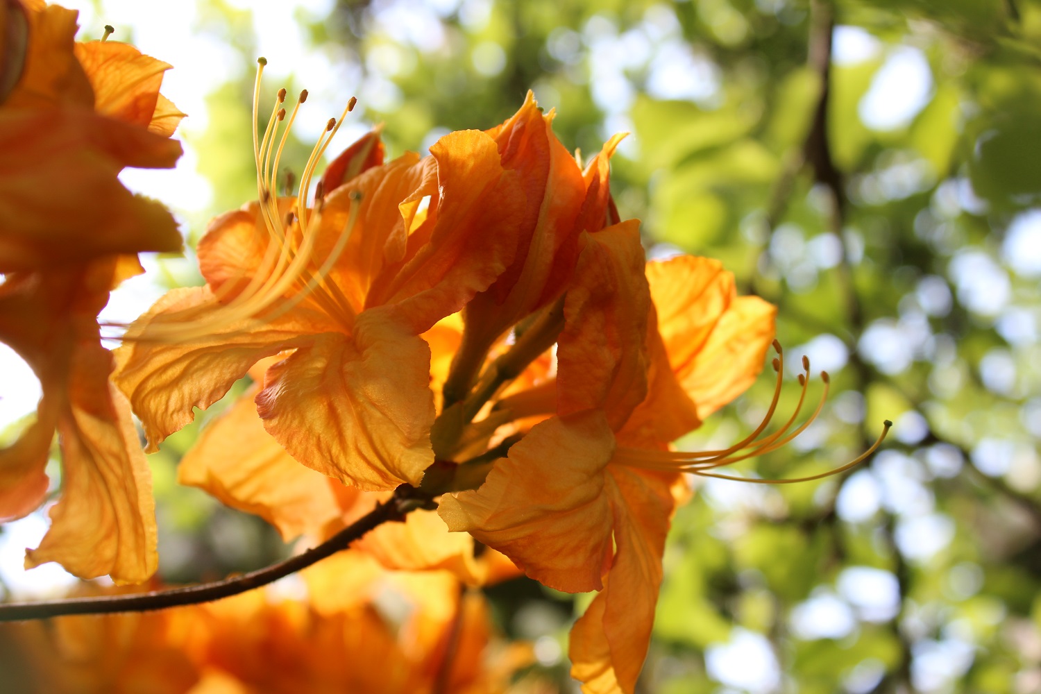 Gyldengul blomst