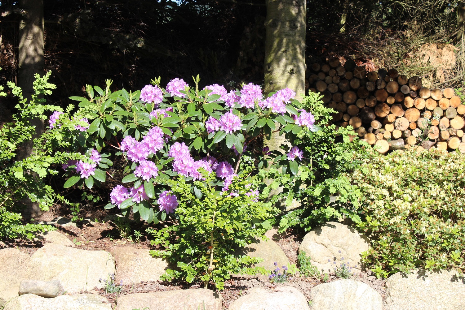 Catawbiense Grandiflorum