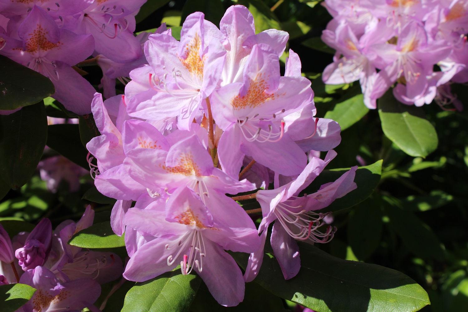 Blomst af Roseum elegans.