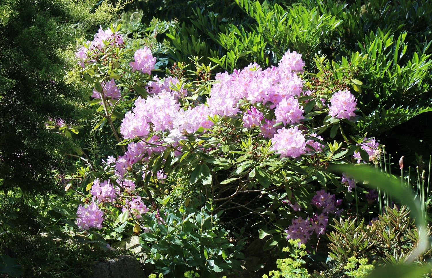 Roseum Elegans