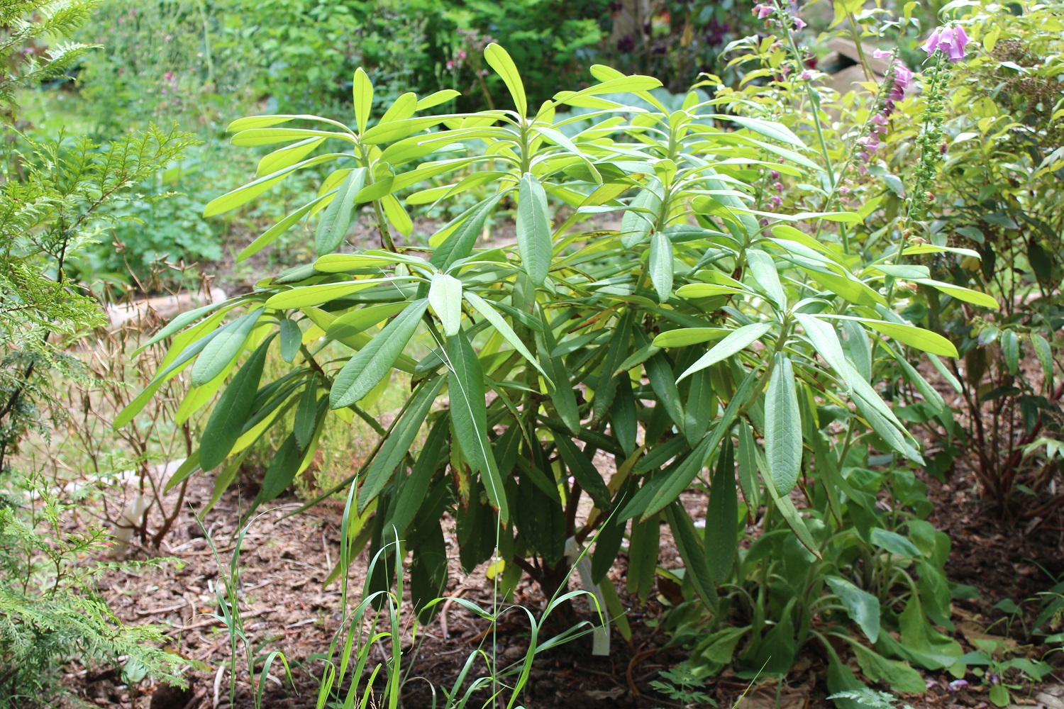 calophytum