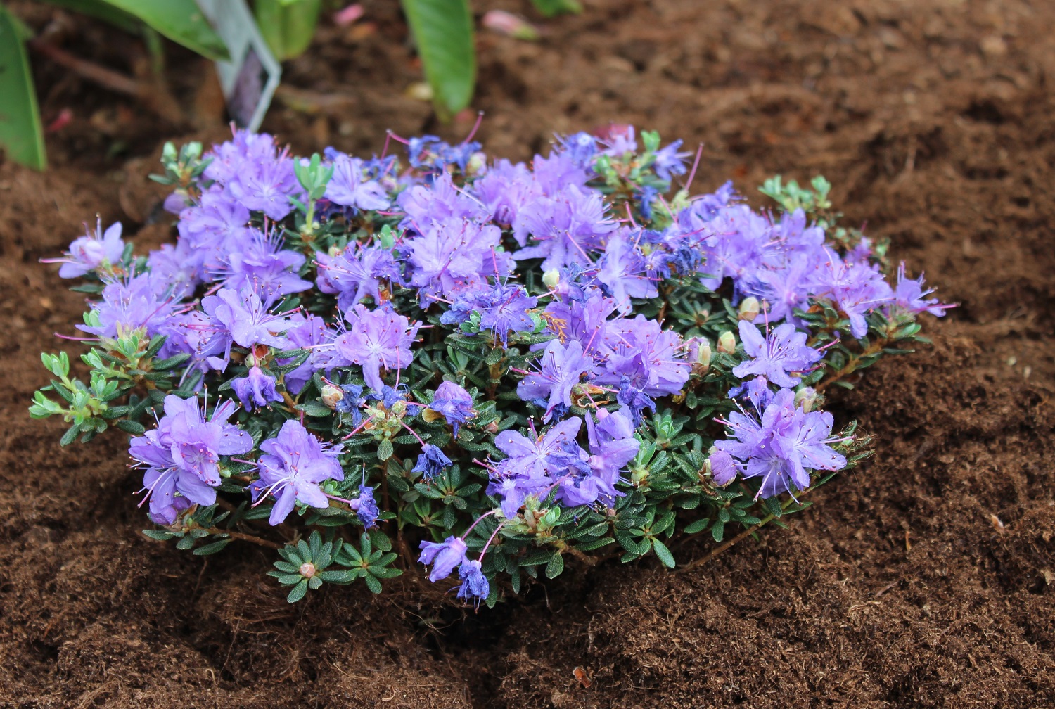 'Artich Bleu'