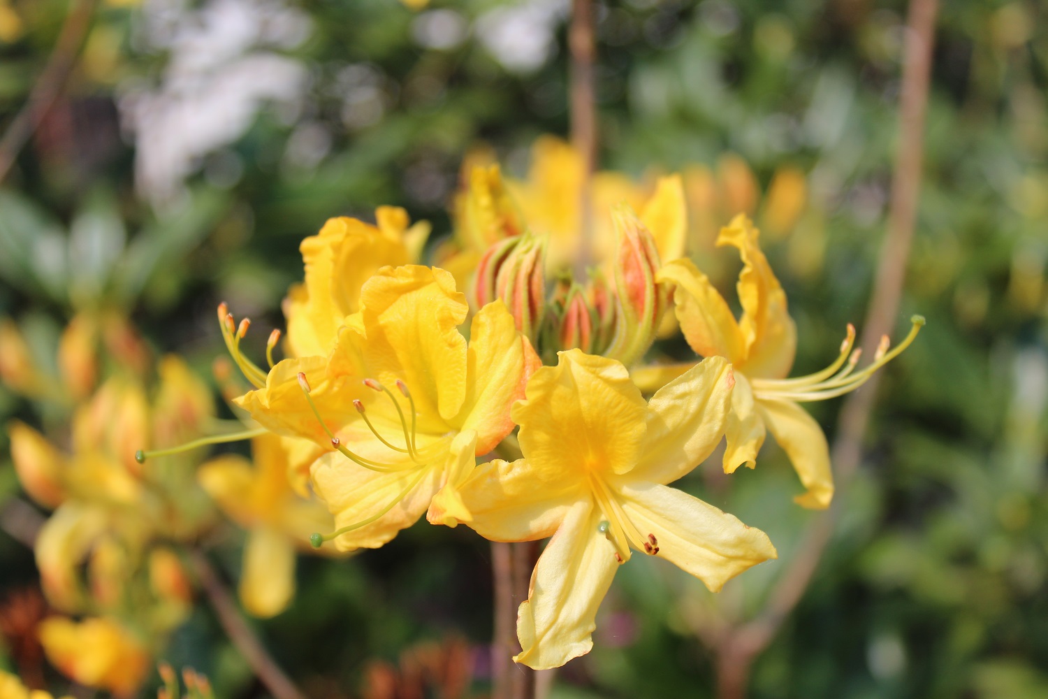 Luteum blomst