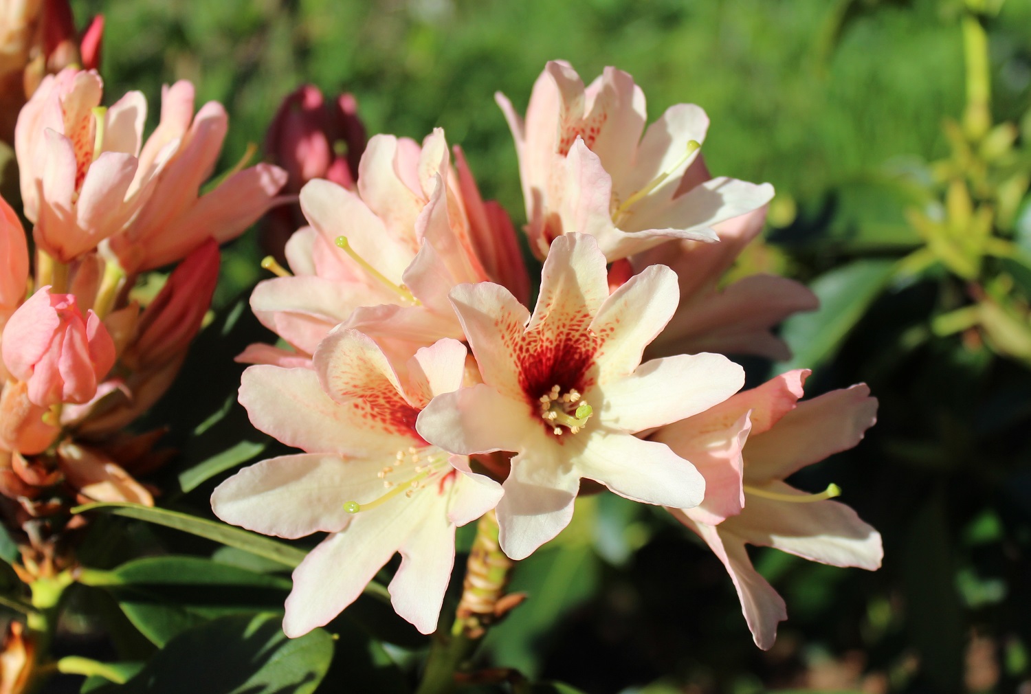Champagne blomst