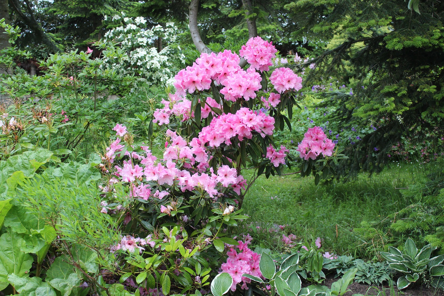 Spætlese Discolor