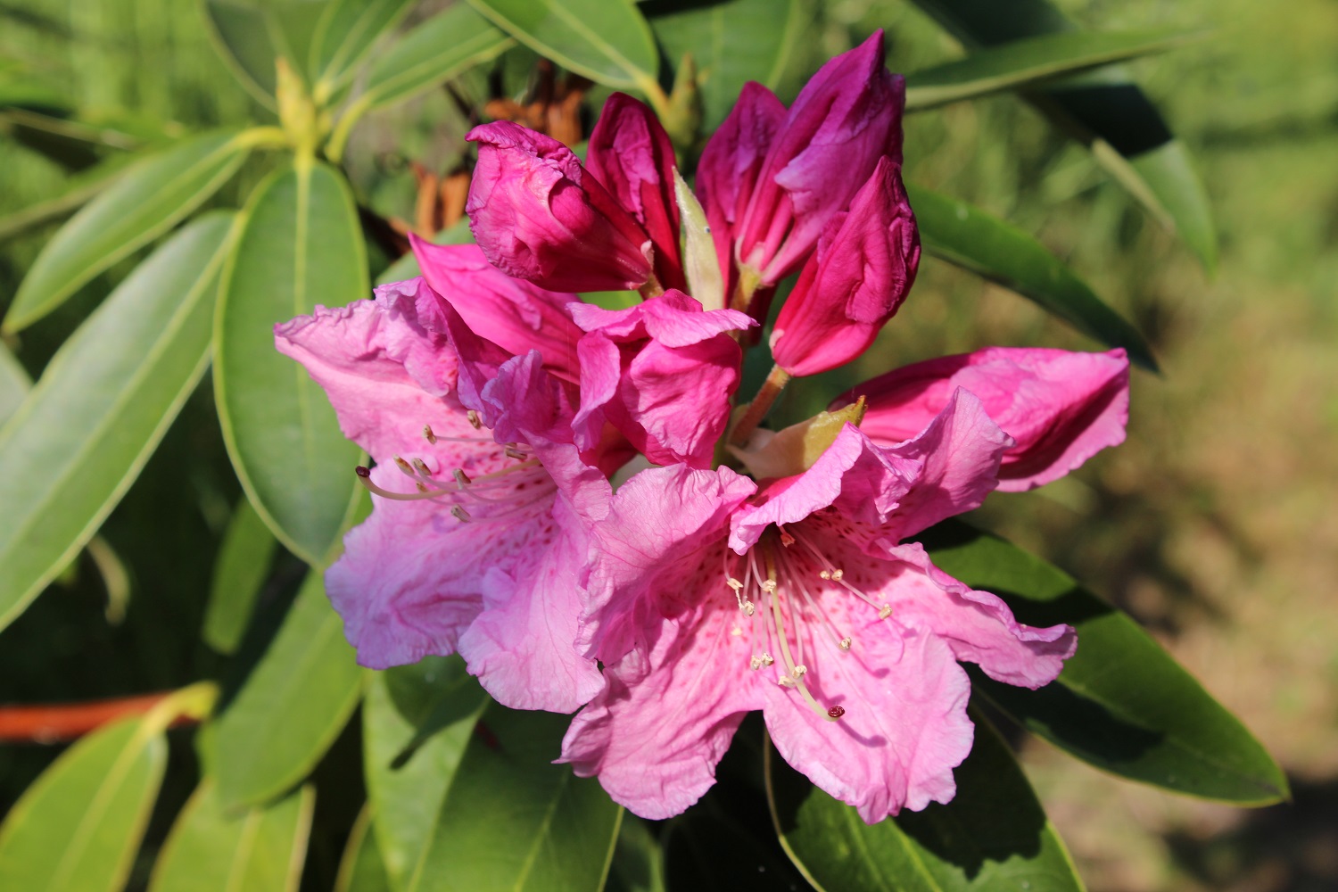 R Discolor 'Spætlese'