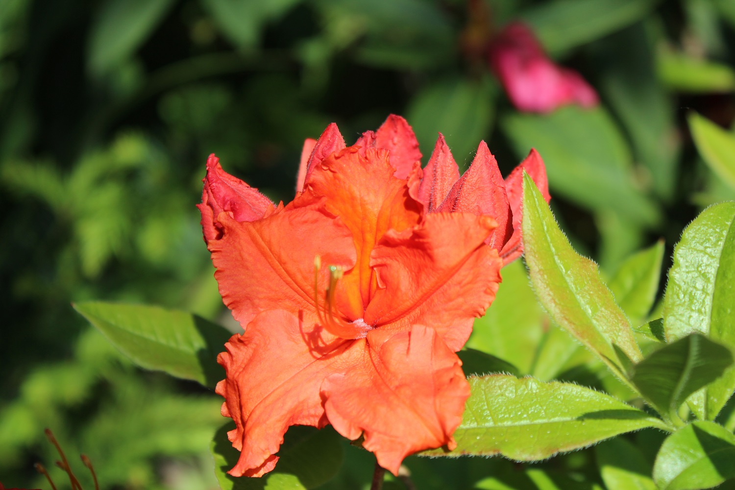 Gibraltar blomst