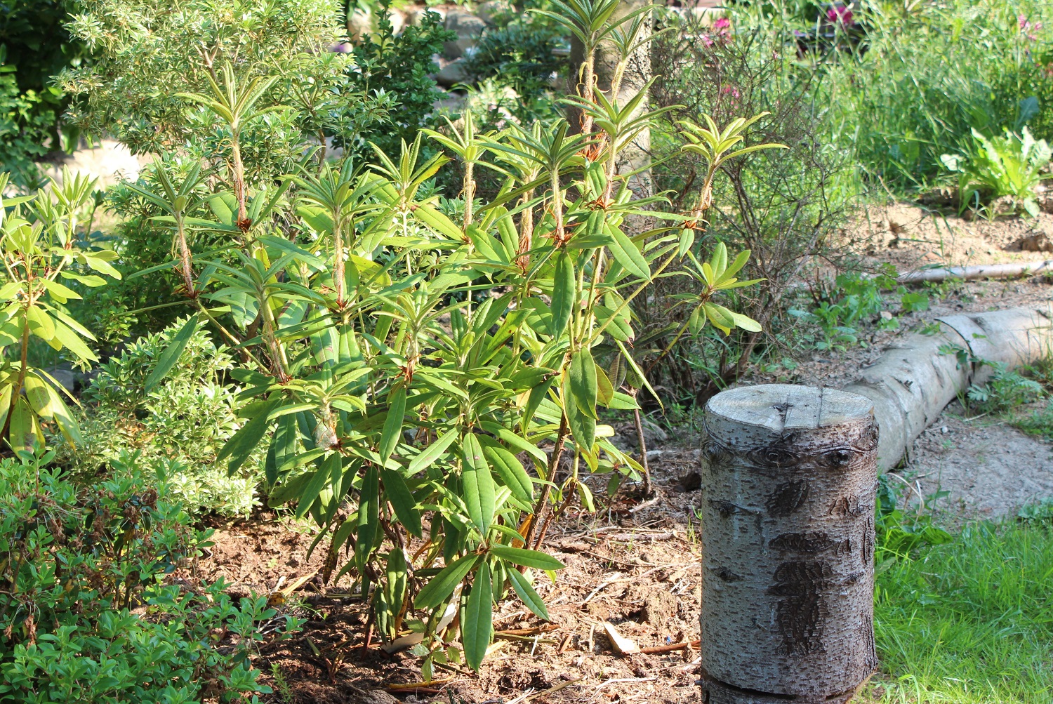 Strigolosum