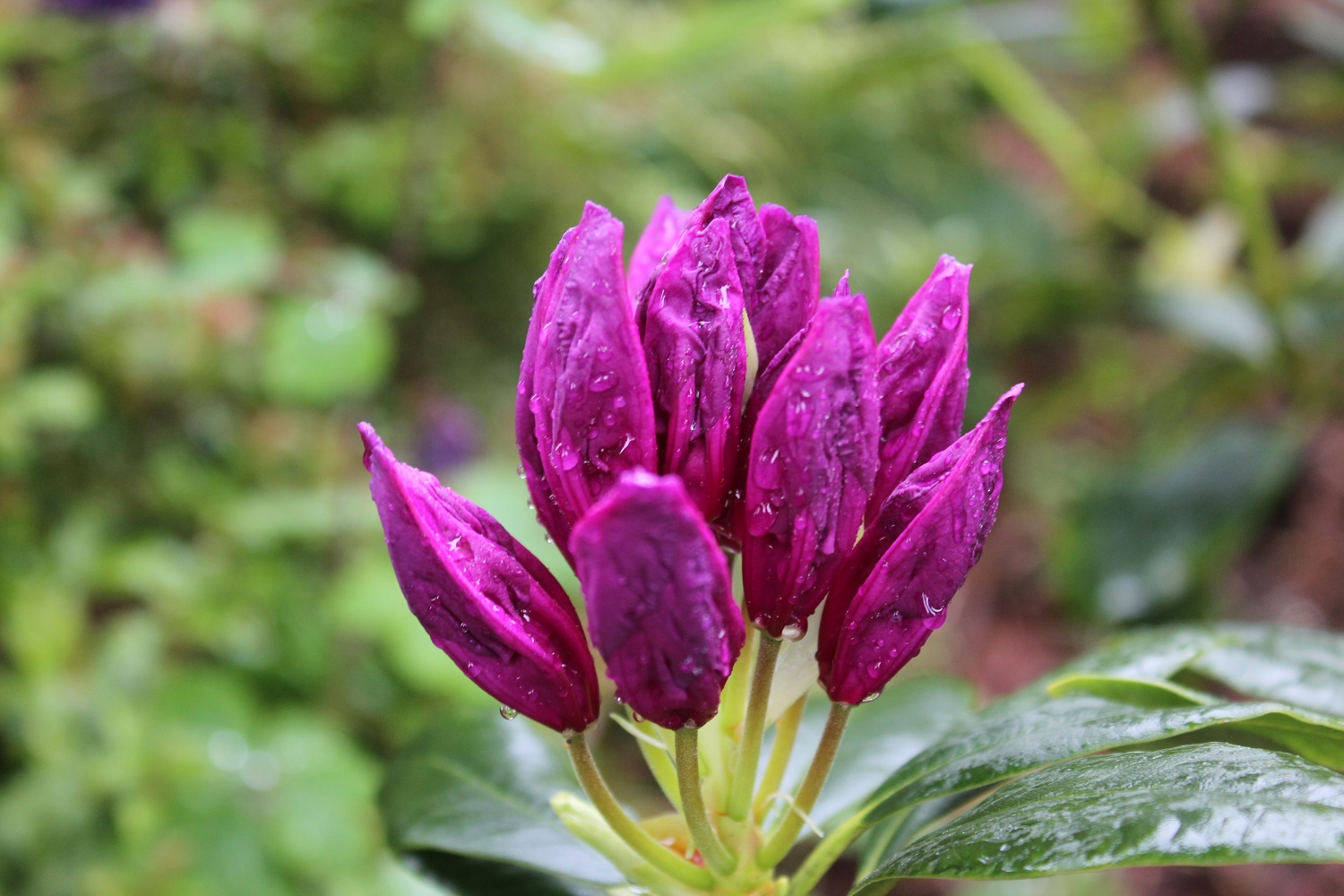 Knop af Lees Dark purple