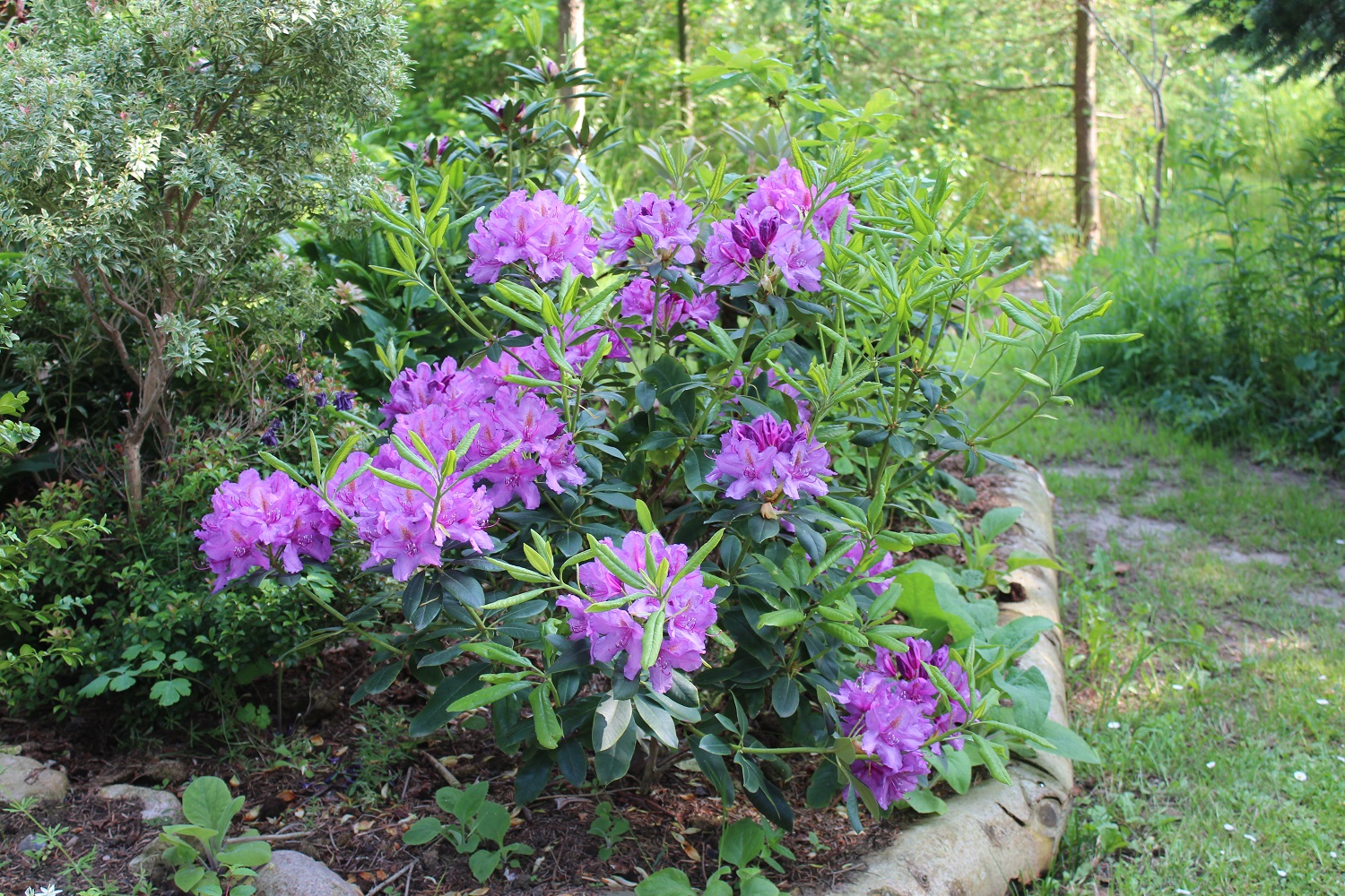 lees Dark Purple