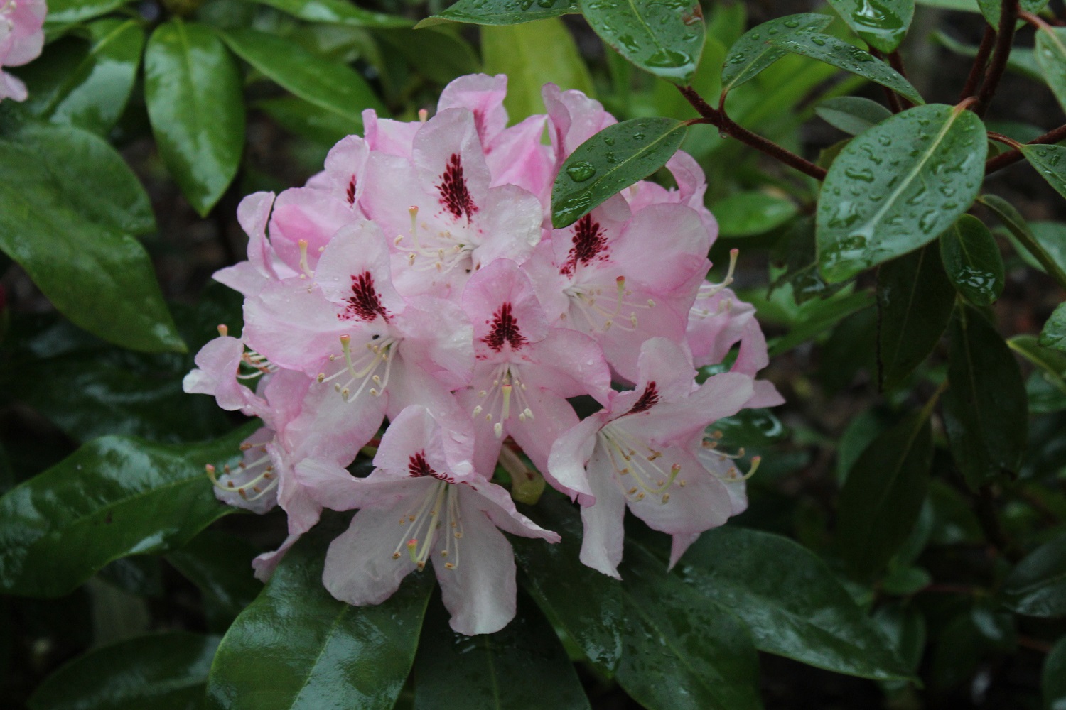 Blomst Lady Anette de Treford