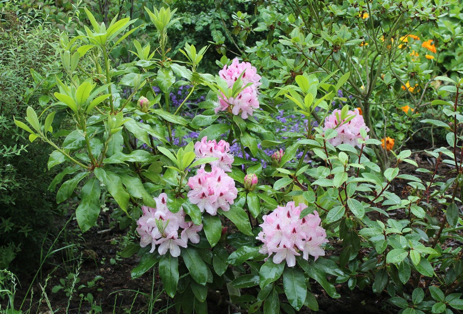 'Lady Anette de Treford'.