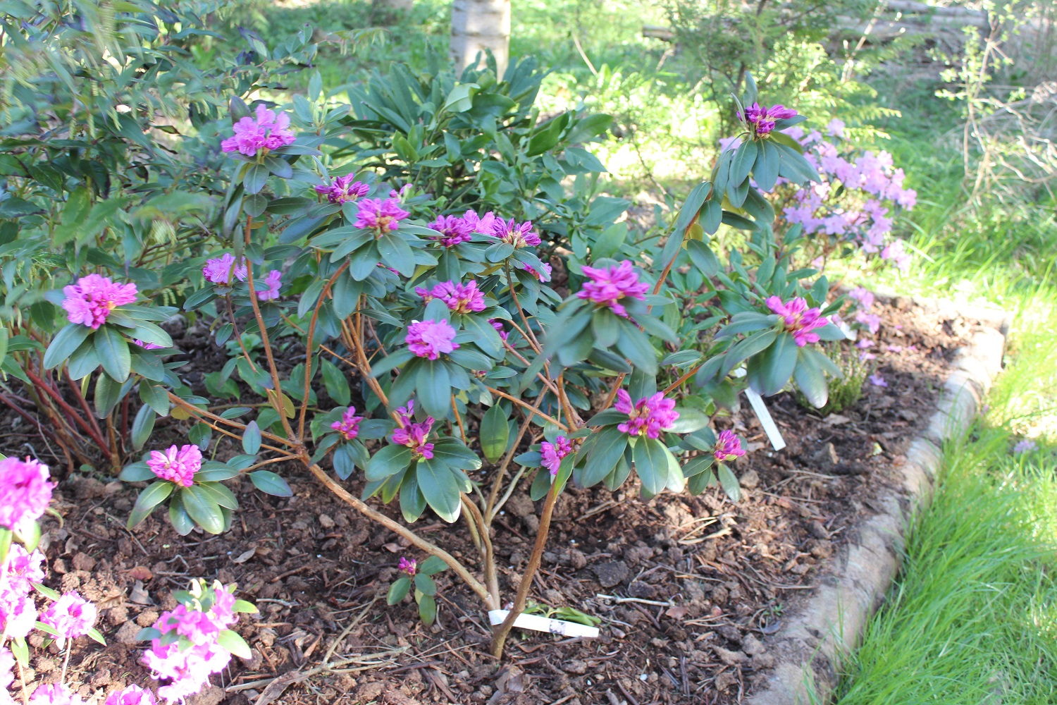 Rhododendron J P Mezzit