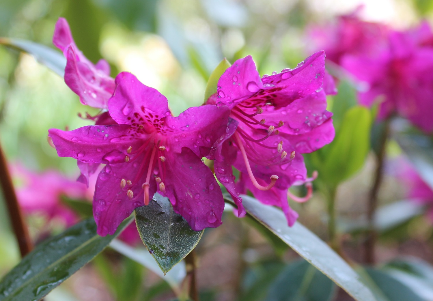 consinnum blomst