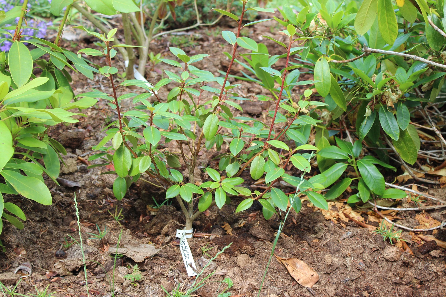 consinnum v pseudoyanthinum