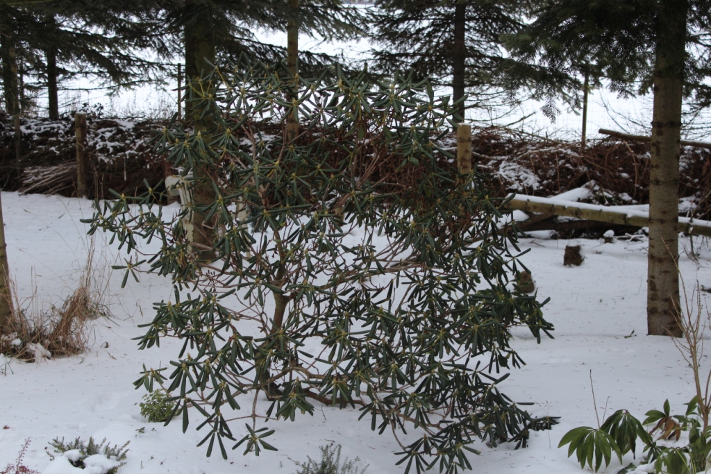 Sovende rhododendron.