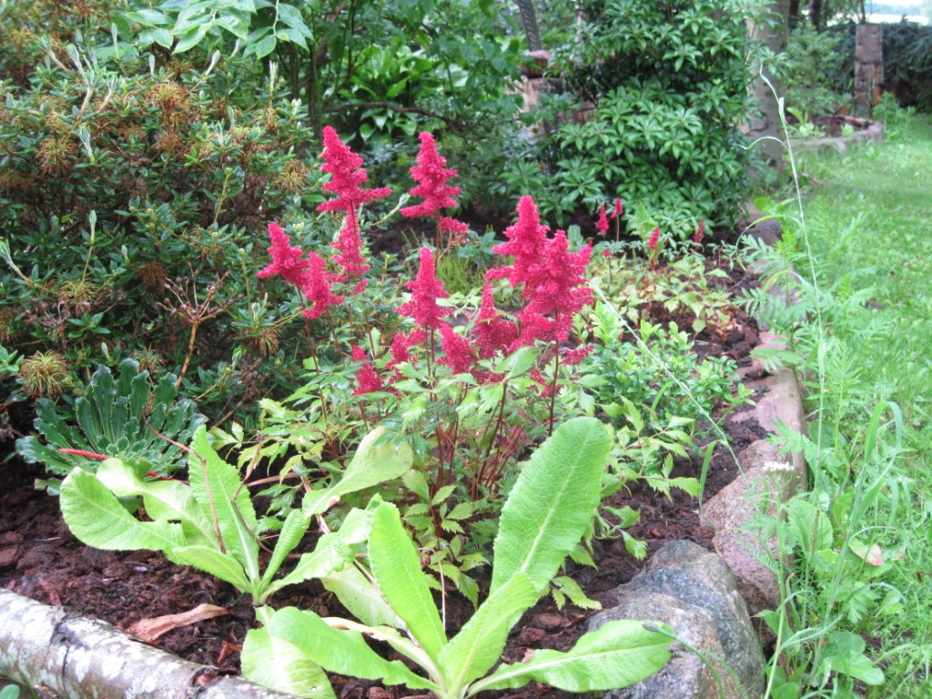 Astilbe1.