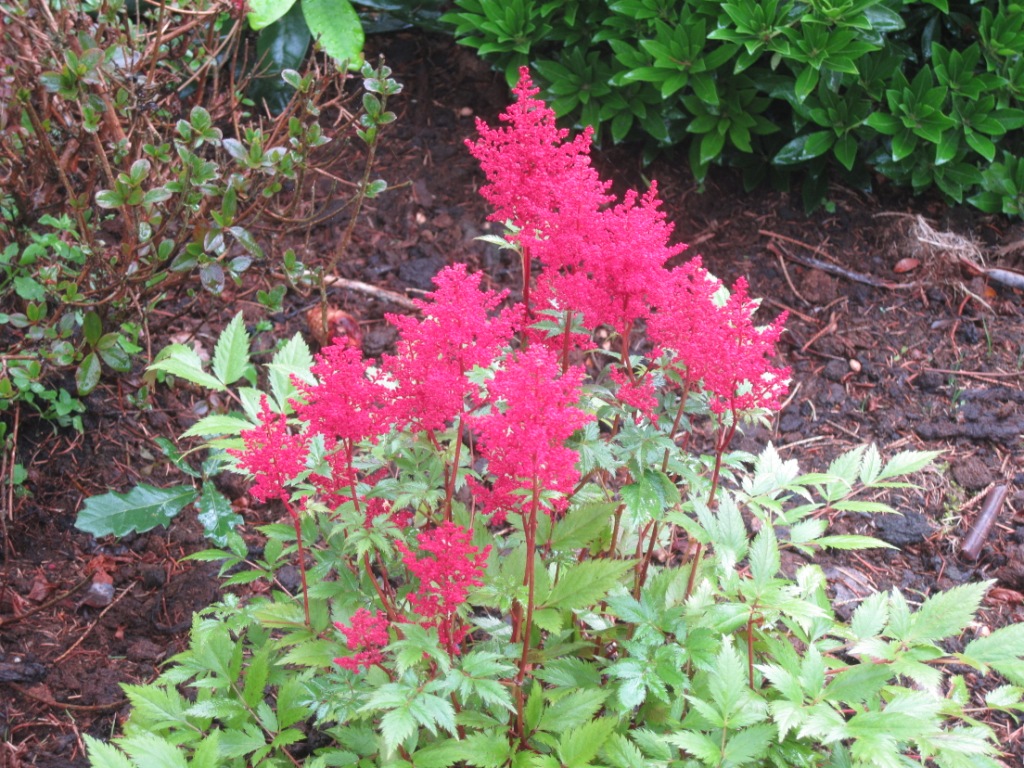 ASTILBE2
