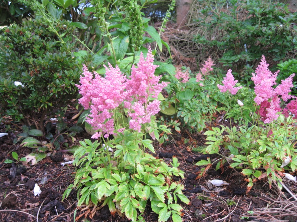aSTILBE3.