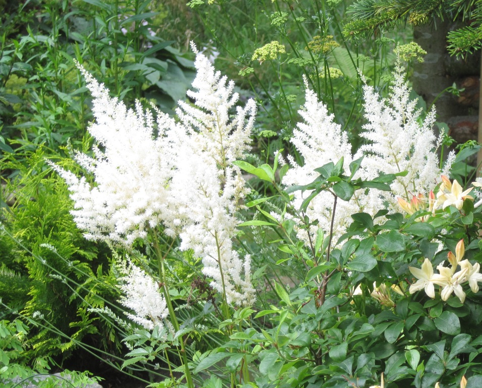 Cremehvid astilbe.