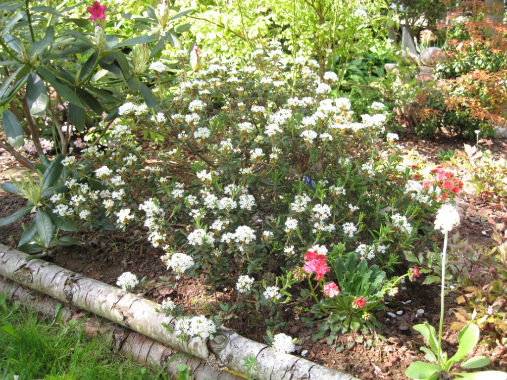 Ledum.