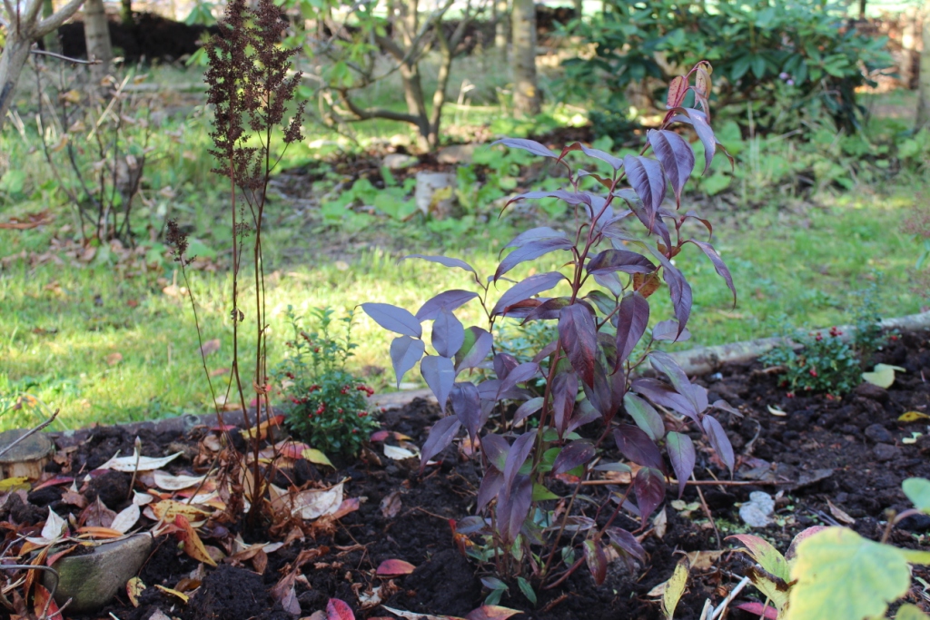 Leucothoe.
