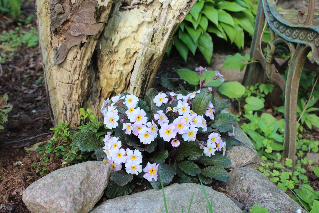 Primula fra Gladsaxe