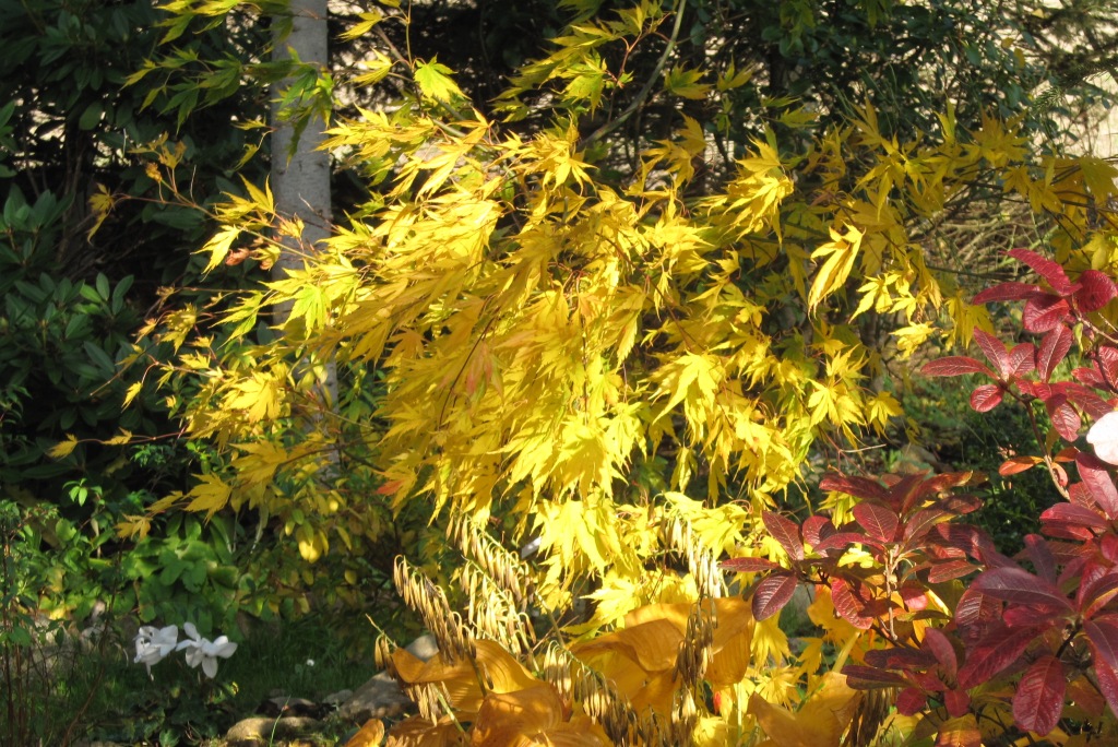 Acer palmatum