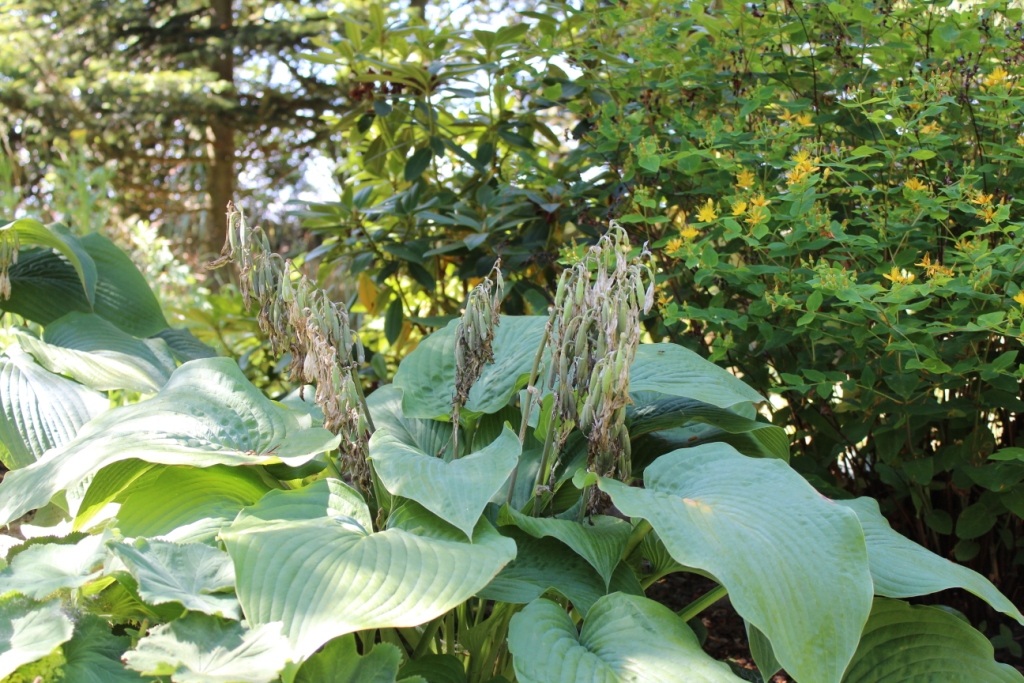 Hosta1.