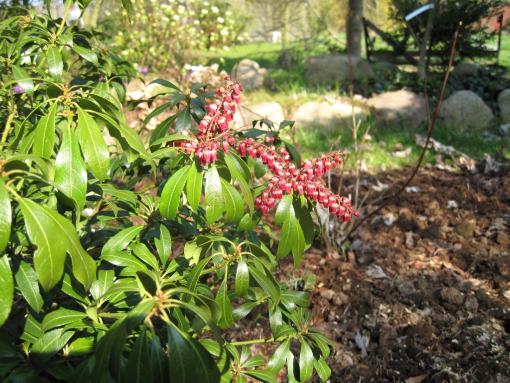 Katsura blomster