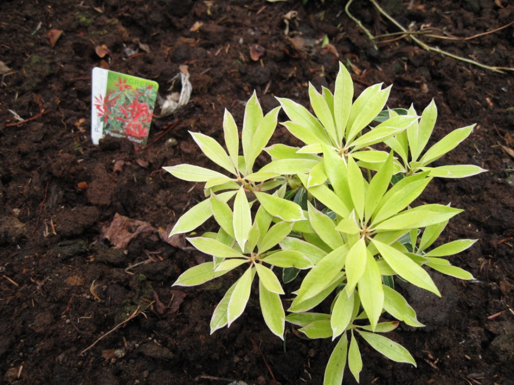 Pieris Flaming Silver.
