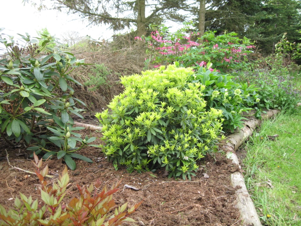 Pieris sinfonia.